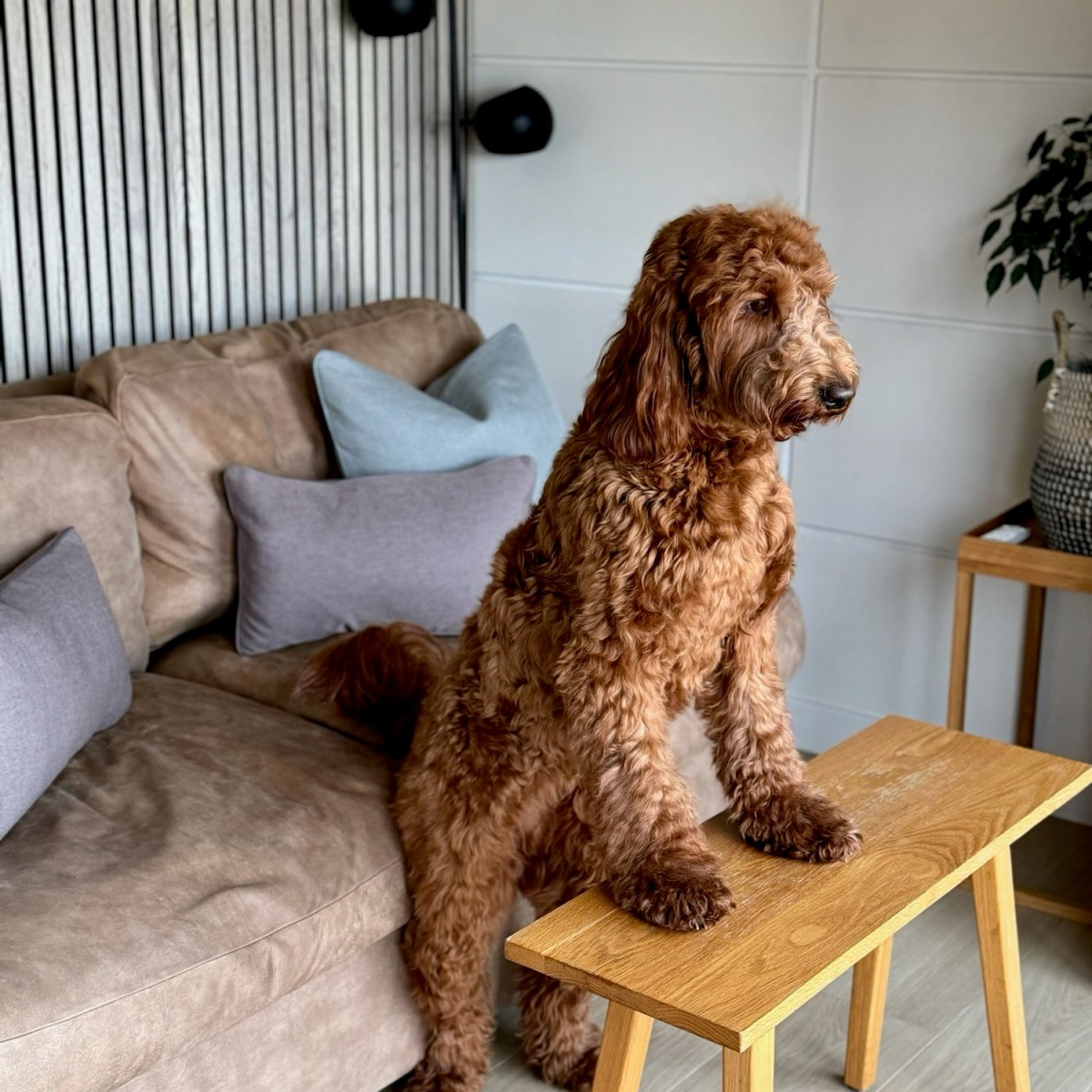Woodlands Glencoe, Glencoe